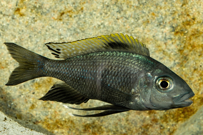 Cunningtonia longiventralis 'Ulwile Island'